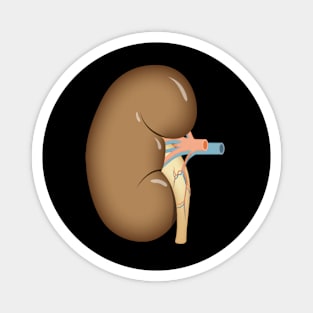 human Kidney anatomy Magnet